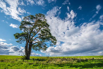 Fototapeta na wymiar a lone pine stands on a green meadow against the background of clouds in summer
