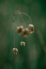 Macro shot of a dried quaking grass plant on a green blurred background