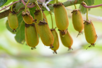 Young fruits of kiwi, on the branch