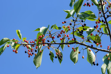 Cherry fruit of Prunus speciosa, Oshima cherry, on the branch