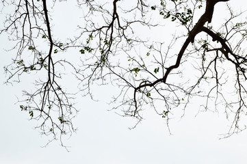 Obraz premium Tree branches silhouette on white background