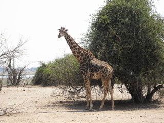 Giraffe in Chobe National Park