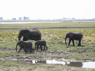 Obraz premium wild elephant family in Chobe National Park in Botswana, Africa