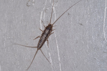 真夏の灼熱で、突如障子に出没したマダラシミ