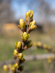 buckthorn branch close up