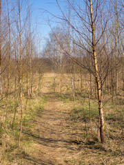 Obraz premium landscape with path