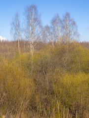 spring trees on a sunny day