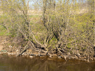 willows by the water