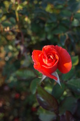 Orange Flower of Rose 'Candelabra' in Full Bloom
