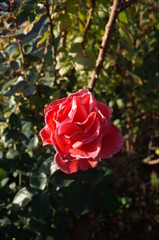 Orange Flower of Rose 'Candelabra' in Full Bloom

