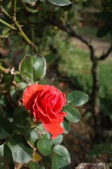 Orange Flower of Rose 'Candelabra' in Full Bloom
