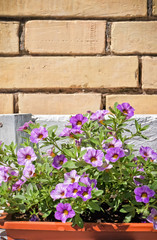 Fototapeta na wymiar Colorful flowers on brick wall with copy space