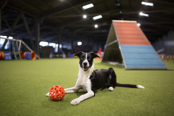 cute black and white border collie puppy looking happy at the camera lying down in a dog agility...