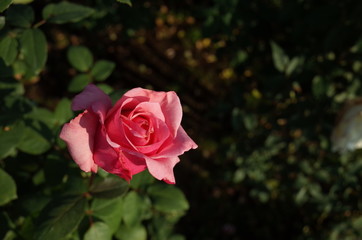 Light Pink Flower of Rose 'Carina' in Full Bloom
