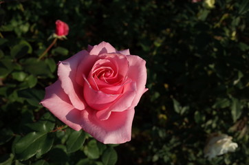 Light Pink Flower of Rose 'Carina' in Full Bloom
