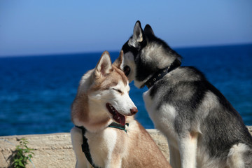 portrait two mammal race dogs purebred husky by the sea