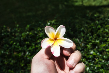 This unique photo shows a male hand. A frangipani blossom that has fallen from a tree is held in the fingers