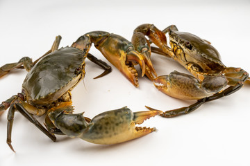 Raw fresh crab isolated on white background