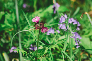 purple flowers in the garden with green background