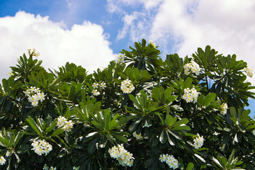 This unique photo shows a blooming frangipani bush and at the top of this picture you can see the blue sky with white clouds on a sunny morning