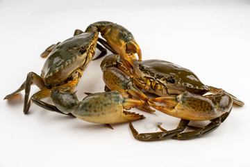 Raw fresh crab isolated on white background