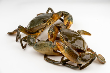 Raw fresh crab isolated on white background