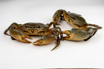 Raw fresh crab isolated on white background