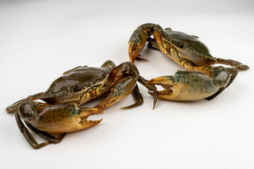 Raw fresh crab isolated on white background