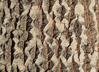 Texture of tree bark.