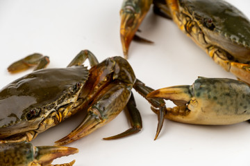 Raw fresh crab isolated on white background