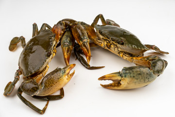 Raw fresh crab isolated on white background