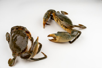 Raw fresh crab isolated on white background