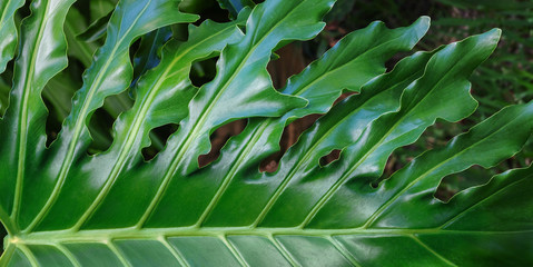 Philodendron #11