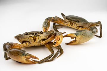 Raw fresh crab isolated on white background