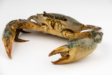 Raw fresh crab isolated on white background