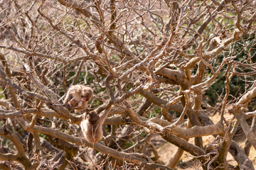 Japanese monkeys at Arashiyama in Kyoto