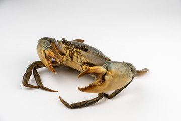 Raw fresh crab isolated on white background