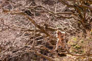 Japanese monkeys at Arashiyama in Kyoto