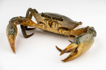 Raw fresh crab isolated on white background