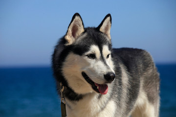 Fototapeta premium portrait mammal race dog purebred husky by the sea