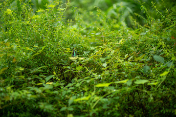 green grasses in the forest
