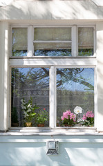 Window with lace curtains and potted flowers