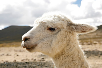 Close-up of a Llama (Lama glama), in the Highlands of Peru.