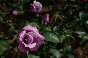 Light Purple Flower of Rose 'Charles de Gaulle' in Full Bloom
