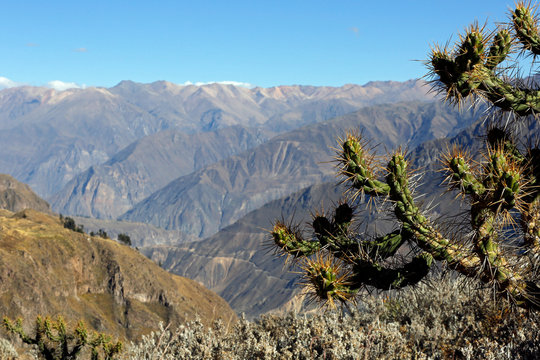 View of Colca Canyon, with Cactus in Foreground. Caylloma Province, Peru