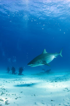 Tiger Shark between Surface and Sand Bottom, with Divers in the Back. Tiger Beach, Bahamas © Daniel Lamborn