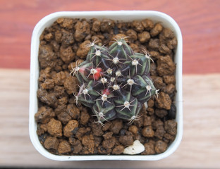 Gymno cactus in mini pot