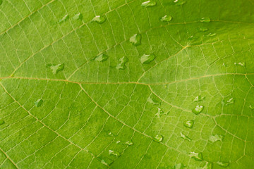 green leaf with water drops, nature background