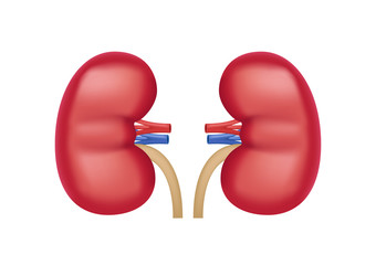 human kidney of human vector on white background