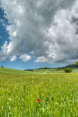 beau paysage de colline en  Toscane au printemps avec champ de blé